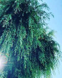 Low angle view of tree against sky