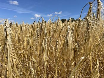 Close-up of wheat field against sky