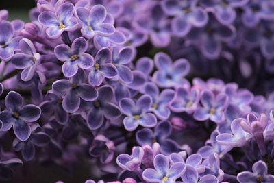 Close-up of purple flowering plant