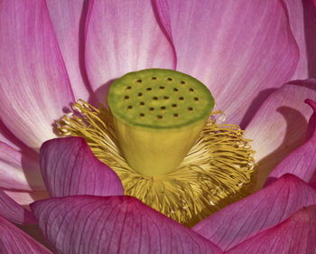 Close-up of flowers