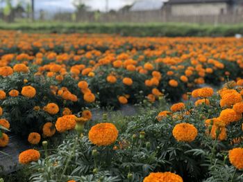 View of flowers growing on field