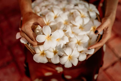 Cropped hand of woman holding white flowers