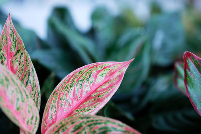 Close-up of fresh pink leaves on plant