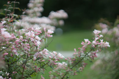 Close-up of pink flowers blooming outdoors