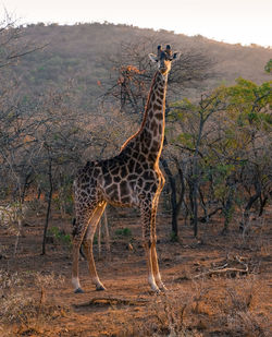 Giraffe standing on landscape against sky