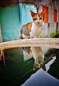 Portrait of cat sitting on a water