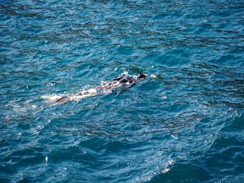 High angle view of whale swimming in sea