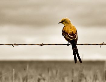 Bird perching on barbed wire against sky