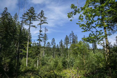 Low angle view of trees in forest against sky