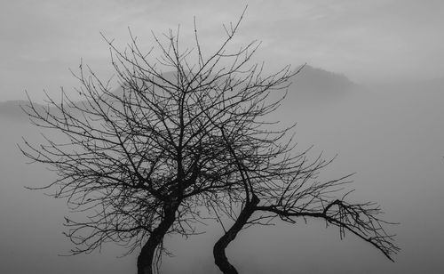 Close-up of tree against sky