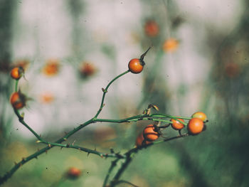 Close-up of berries on leaf