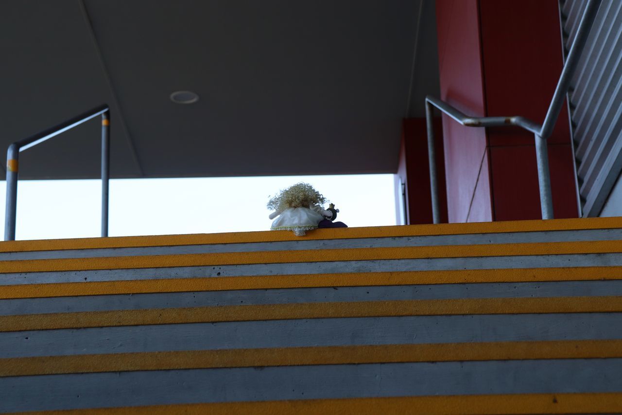 one animal, animal themes, animal, staircase, architecture, mammal, domestic animals, stairs, pet, wood, built structure, floor, steps and staircases, wall, animal wildlife, bird, no people, sitting, canine, blue, dog, indoors, railing, low angle view, wildlife, day, interior design