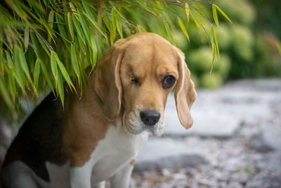 Portrait of dog looking away