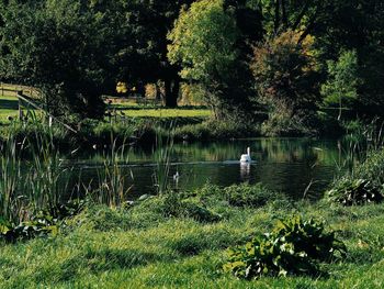 Birds on grassy field