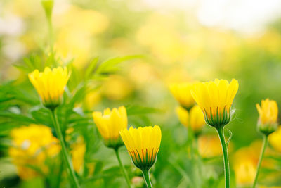 Close-up of yellow flowering plant on field