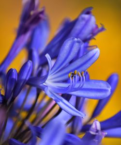 Close-up of purple blue flower