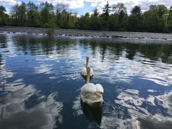 Rear view of two swans in calm water