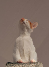 Close-up of a cat looking away