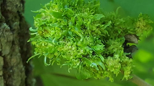 Close-up of fresh green plants in water