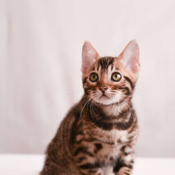 Portrait of tabby kitten