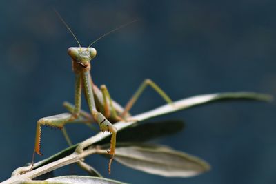 Close-up of insect