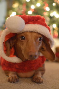 Close-up portrait of a dog