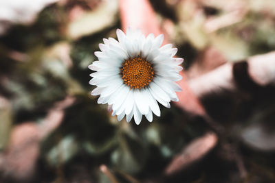 Close-up of white flowering plant