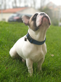 Dog looking away on field