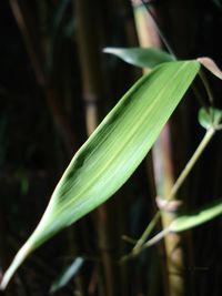 Close-up of fresh green plant