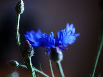 Close-up of purple flowering plant