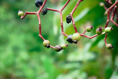 Close-up of fresh green plant