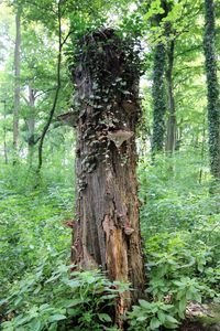 Trees growing in forest