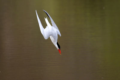 Close-up of bird flying against lake