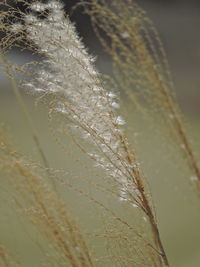 Close-up of water drops on plant