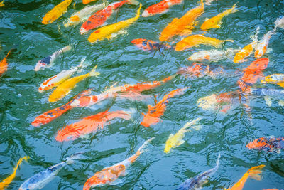 High angle view of koi carps swimming in lake