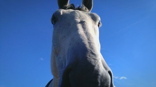 Low angle view of horse against blue sky