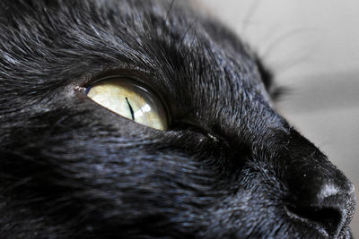 Close-up of cat