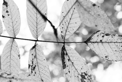 Close-up of leaves during autumn