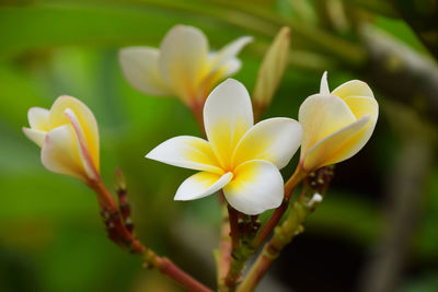 Close-up of white flowers blooming outdoors