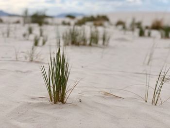 Plant growing on field