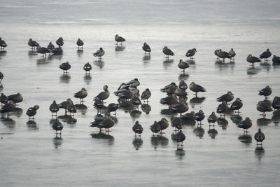 High angle view of birds on ice lake