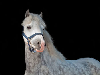 Portrait of horse standing against black background