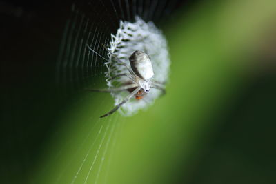 Close-up of spider on web