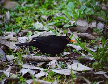 Close-up of bird