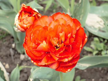 Close-up of wet red rose blooming outdoors