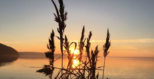Silhouette plants against sea during sunset