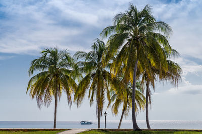 Palm tree by sea against sky