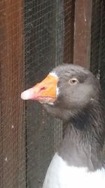 Close-up of bird