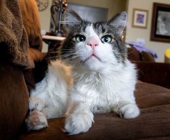 Portrait of cat sitting at home