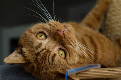 Close-up portrait of cat
